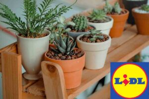 piante lidl