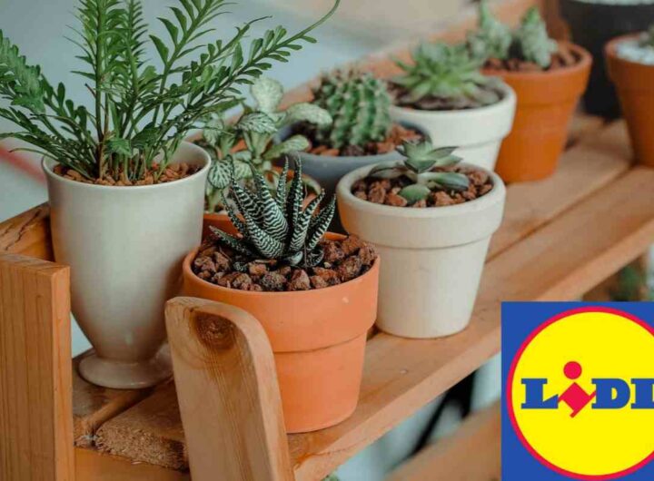 piante lidl