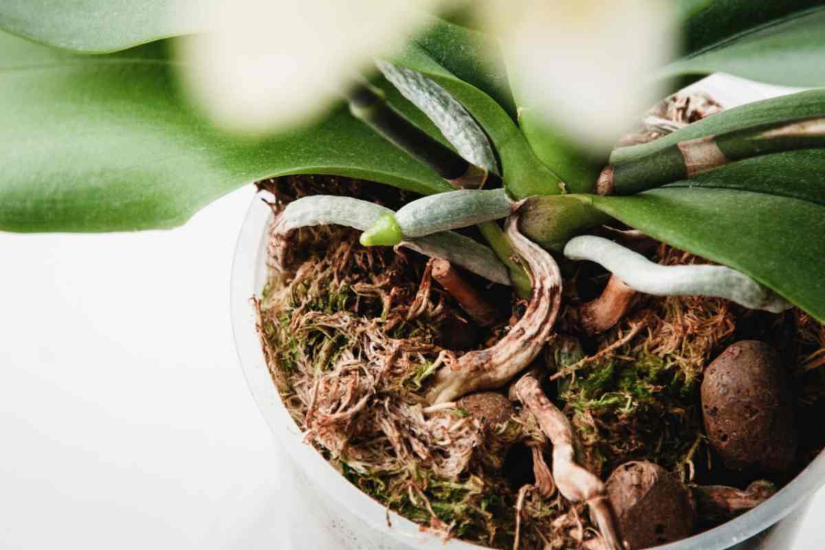 radici orchidee