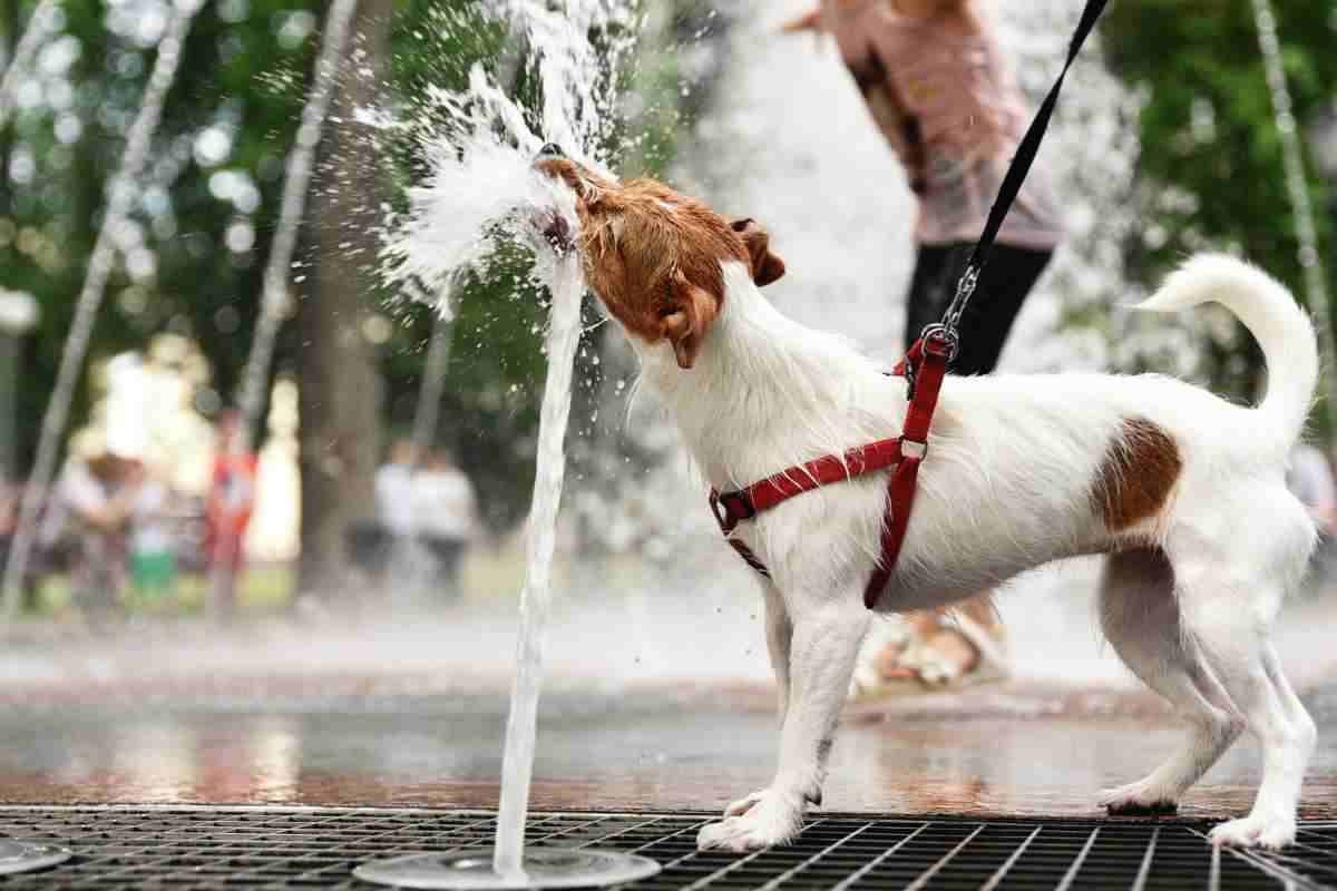 Bacinella acqua allarme