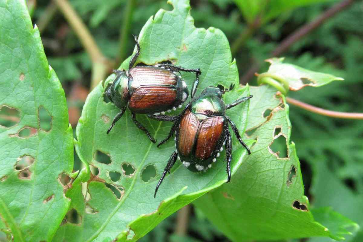 Coleottero giapponese