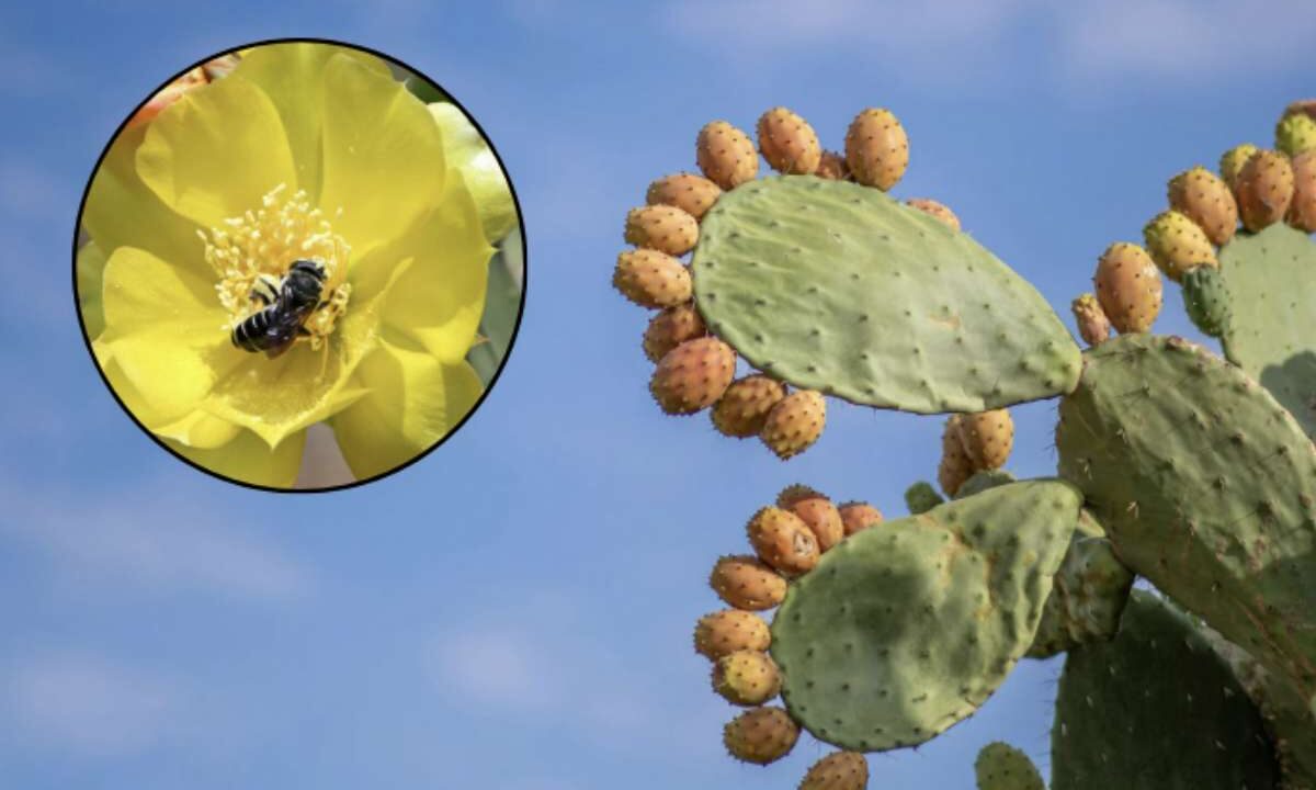 Approfondiamo oggi la complessa natura del fico, la sua biologia e la straordinaria simbiosi con Blastophaga psenes,