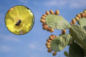 Approfondiamo oggi la complessa natura del fico, la sua biologia e la straordinaria simbiosi con Blastophaga psenes,