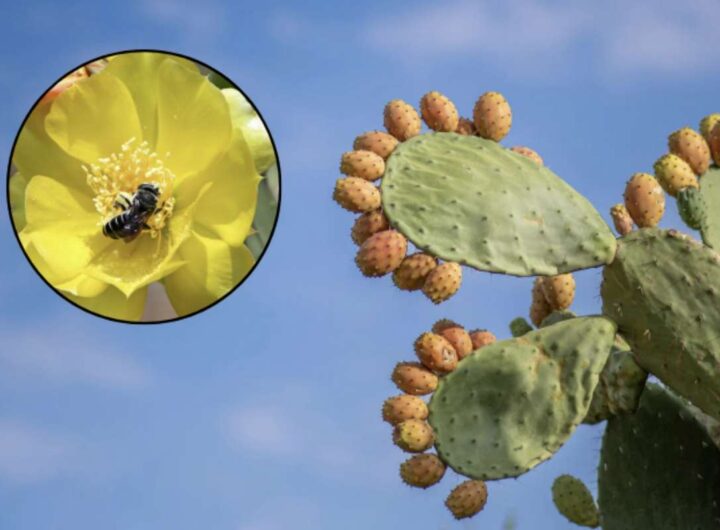 Approfondiamo oggi la complessa natura del fico, la sua biologia e la straordinaria simbiosi con Blastophaga psenes,