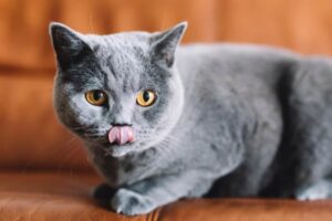 Gatto