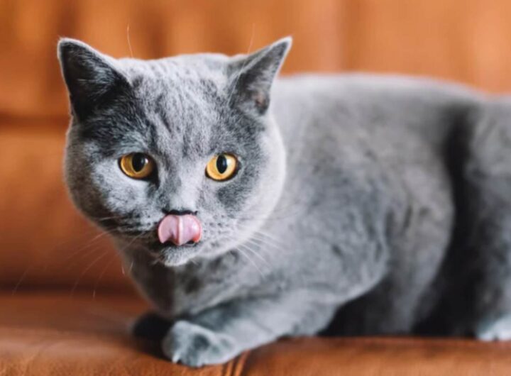 Gatto