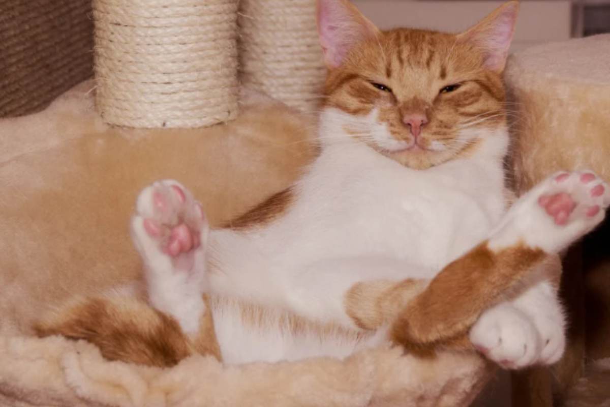 Gatto