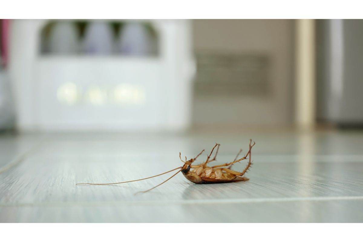 Rimedi naturali per allontanare gli insetti dalla cucina