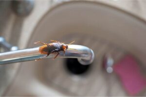 Come sbarazzarsi degli insetti?