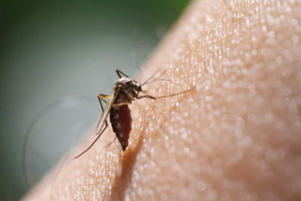 Comprendere come riconoscere una puntura di zanzara infetta, i suoi sintomi e le misure da adottare è fondamentale per prevenire complicanze anche gravi.