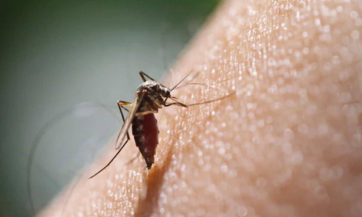 Comprendere come riconoscere una puntura di zanzara infetta, i suoi sintomi e le misure da adottare è fondamentale per prevenire complicanze anche gravi.