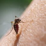 Comprendere come riconoscere una puntura di zanzara infetta, i suoi sintomi e le misure da adottare è fondamentale per prevenire complicanze anche gravi.
