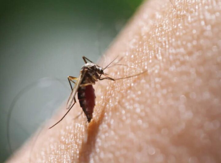 Comprendere come riconoscere una puntura di zanzara infetta, i suoi sintomi e le misure da adottare è fondamentale per prevenire complicanze anche gravi.