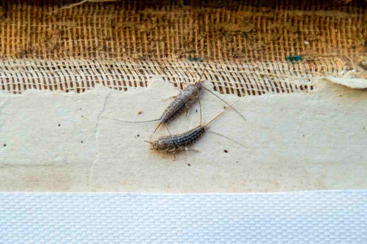 I pesciolini d’argento sono pericolosi per la salute?