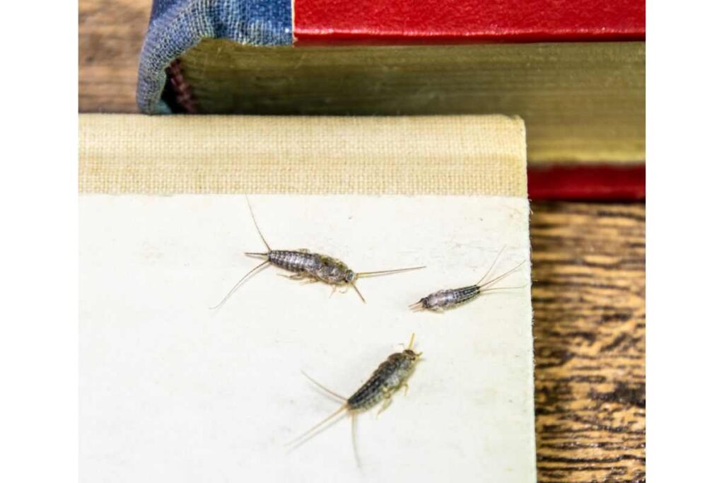 Pesciolini d’argento, cosa fare se sono in casa?