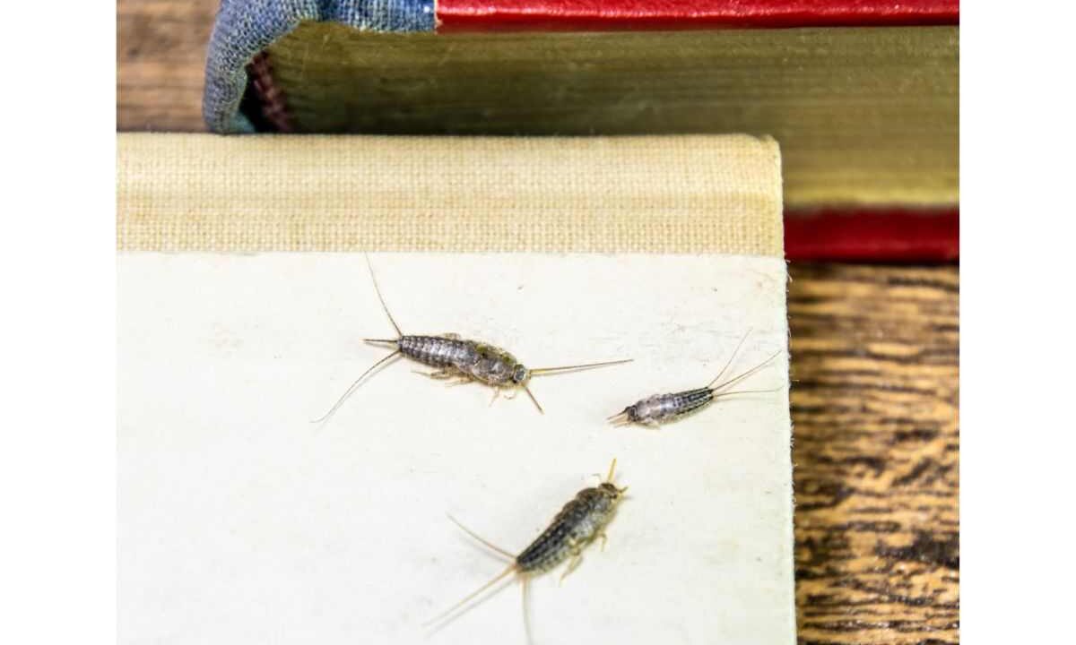 Pesciolini d’argento, cosa fare se sono in casa?