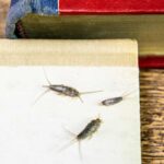 Pesciolini d’argento, cosa fare se sono in casa?