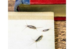 Pesciolini d’argento, cosa fare se sono in casa?