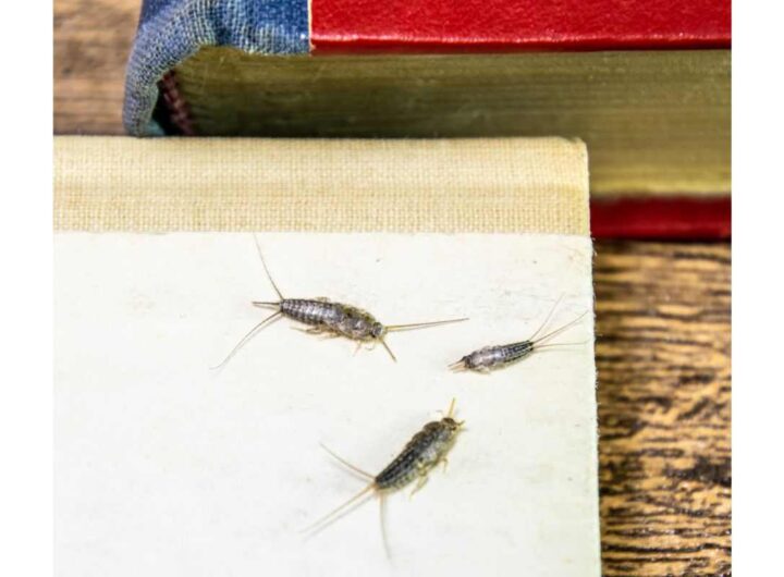 Pesciolini d’argento, cosa fare se sono in casa?
