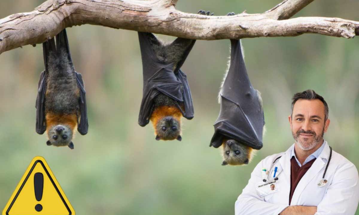 Pipistrello
