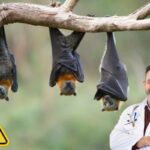 Pipistrello
