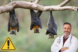 Pipistrello