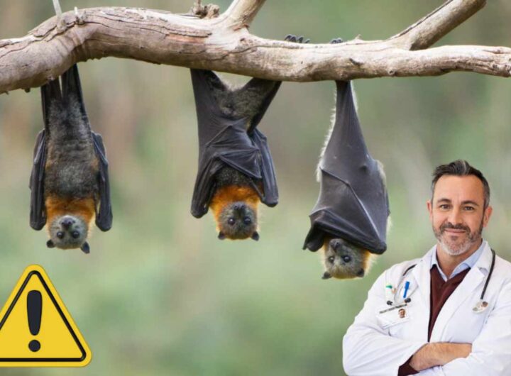 Pipistrello