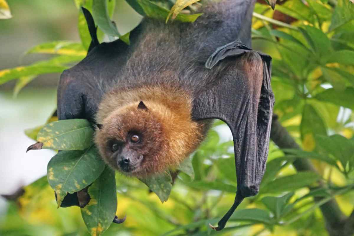 Pipistrello