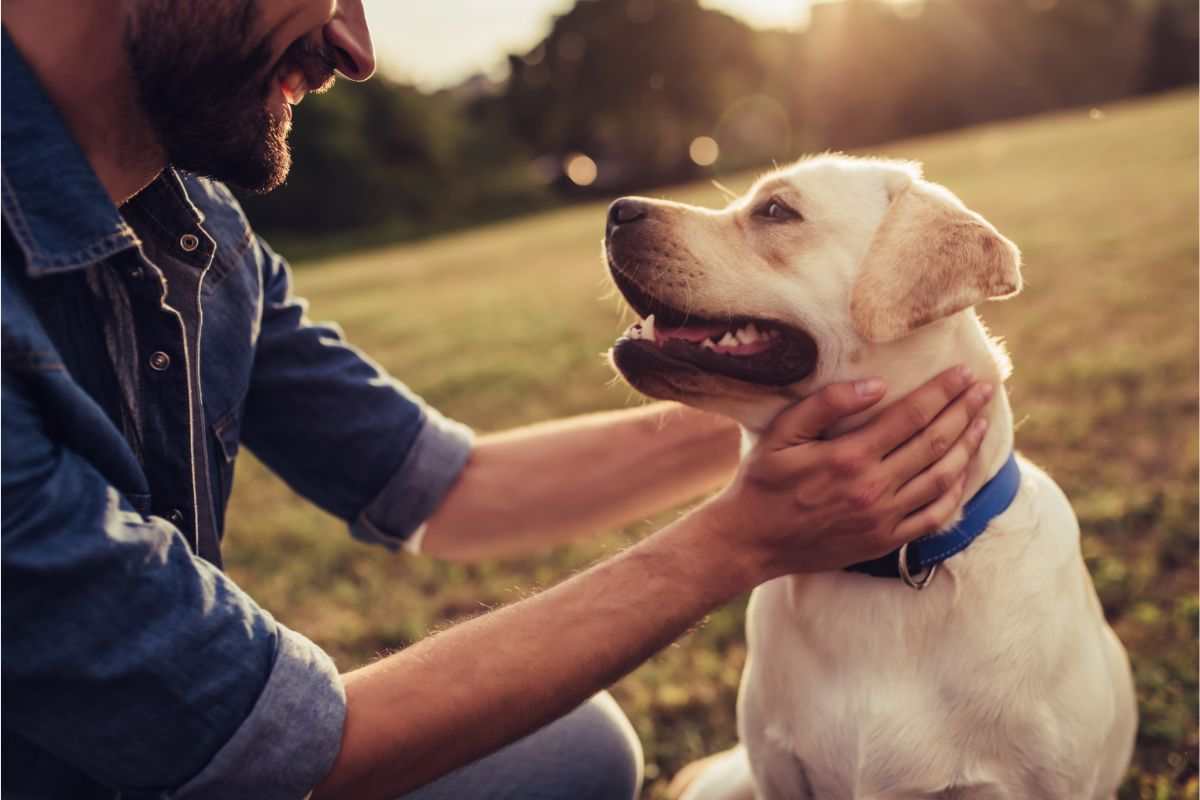 Come capire se si è pronti per adottare un cane?
