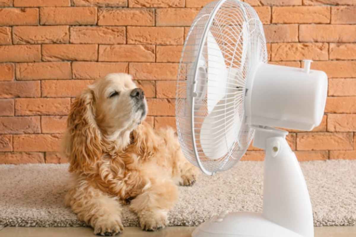 Ventilatore