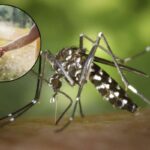 Un recente test condotto da Altroconsumo ha evidenziato come solo pochi repellenti anti-zanzare per bambini
