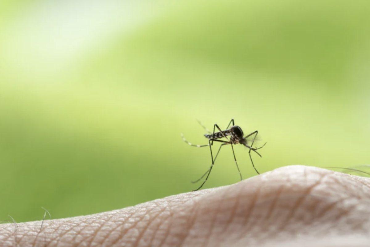 L’infezione da West Nile Virus può manifestarsi con sintomi simil-influenzali quali febbre superiore a 38 °C, mal di testa