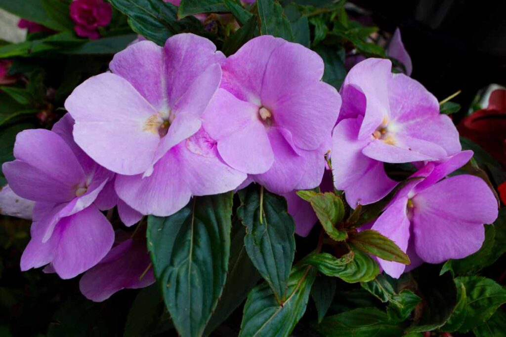 fiore di vetro che cos'è