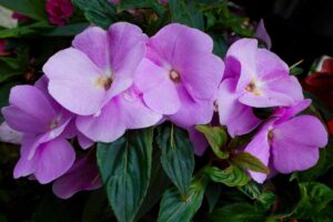 fiore di vetro che cos'è