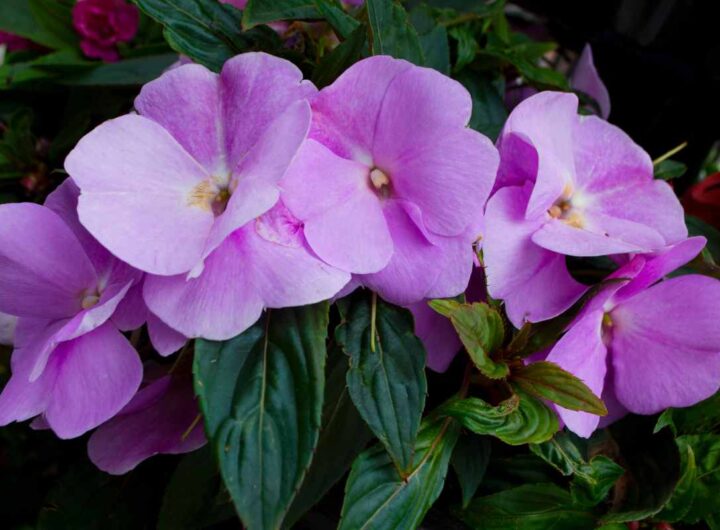 fiore di vetro che cos'è