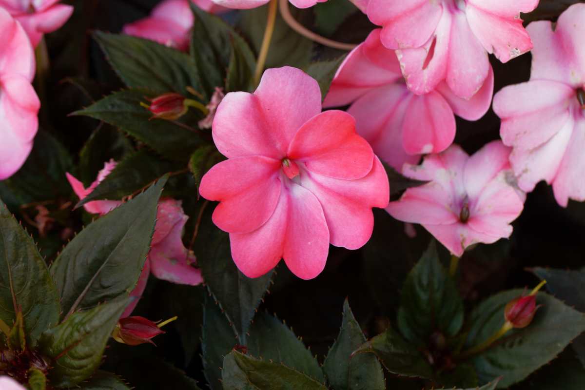fiore di vetro come curarlo