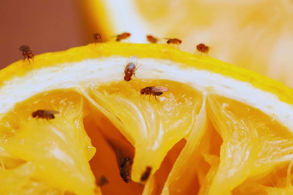 insetti nella frutta