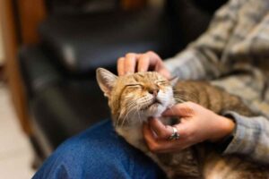 gatti: sentenza corte di cassazione potrebbe arrivarti la multa