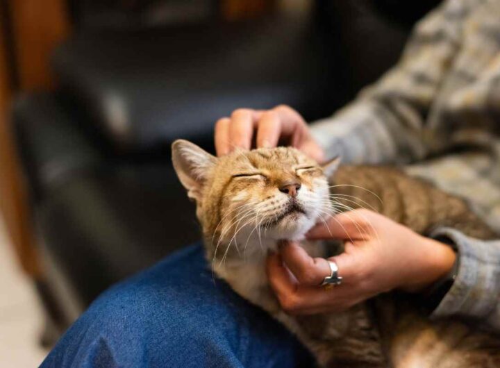 gatti: sentenza corte di cassazione potrebbe arrivarti la multa