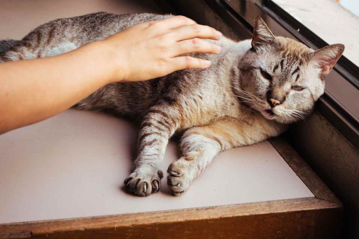 gatti: sentenza corte di cassazione potrebbe arrivarti la multa