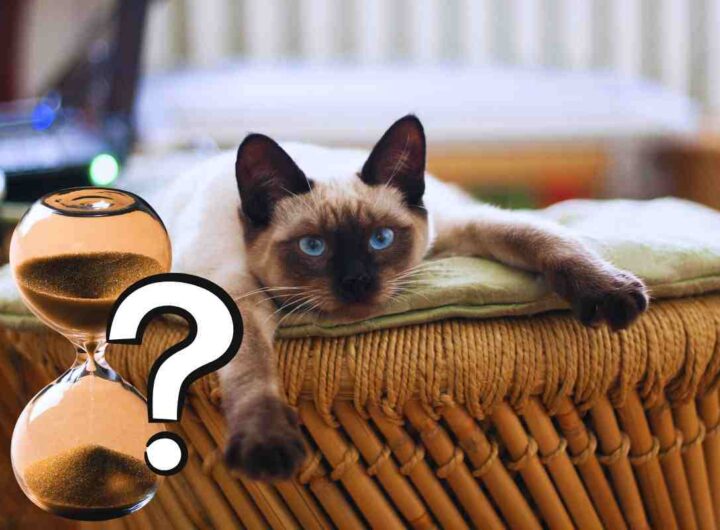 gatto solo in casa: per quanto tempo?
