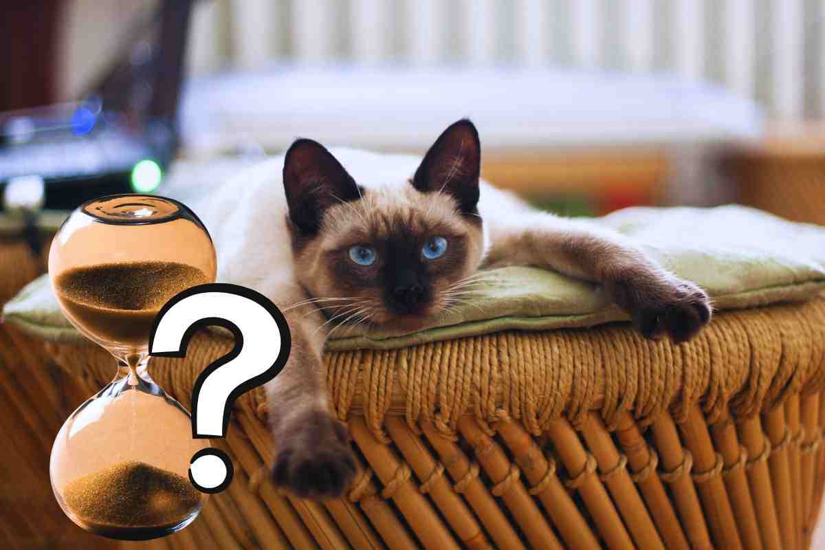 gatto solo in casa: per quanto tempo?