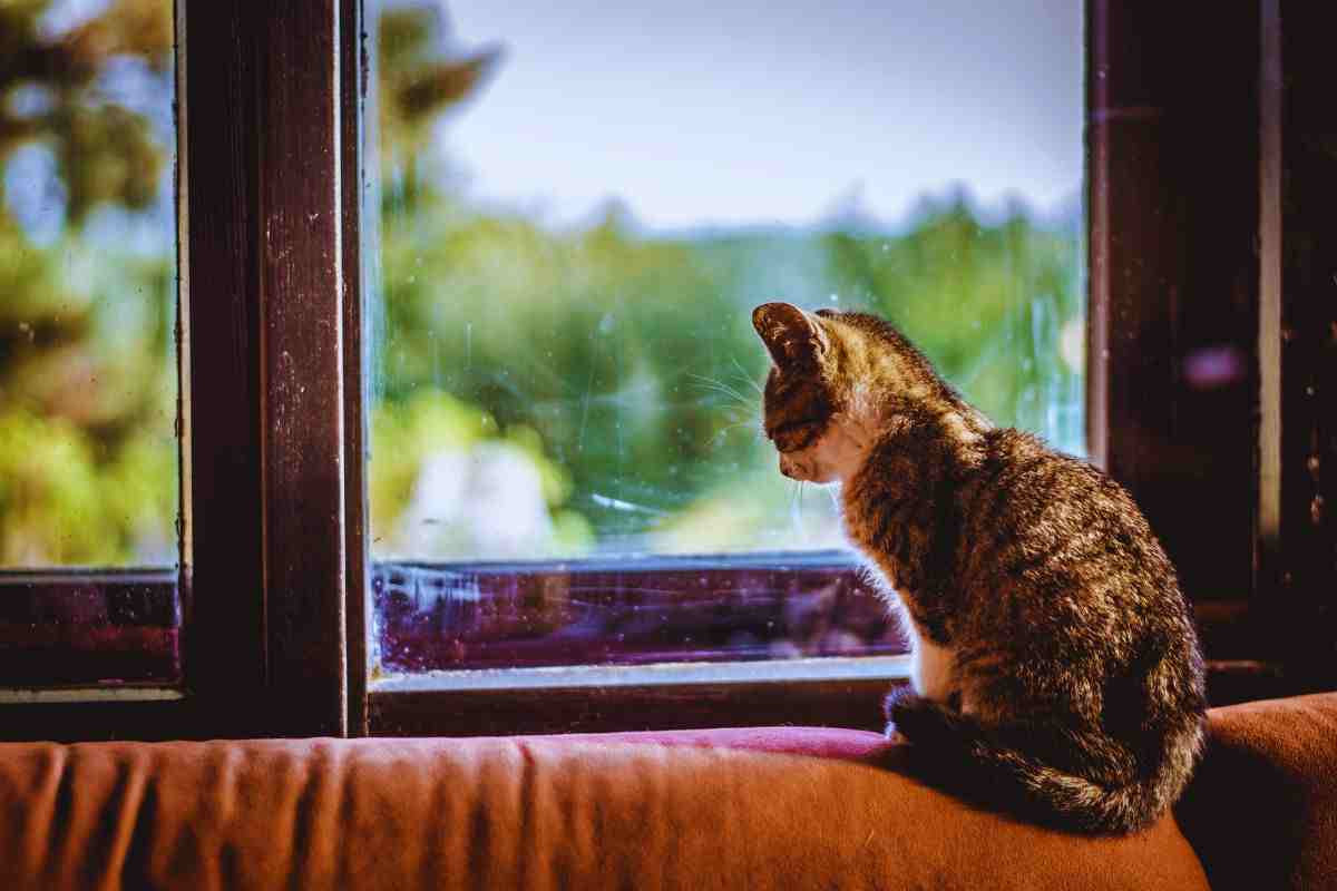 il tempo limite entro cui lasciare il gatto solo in casa