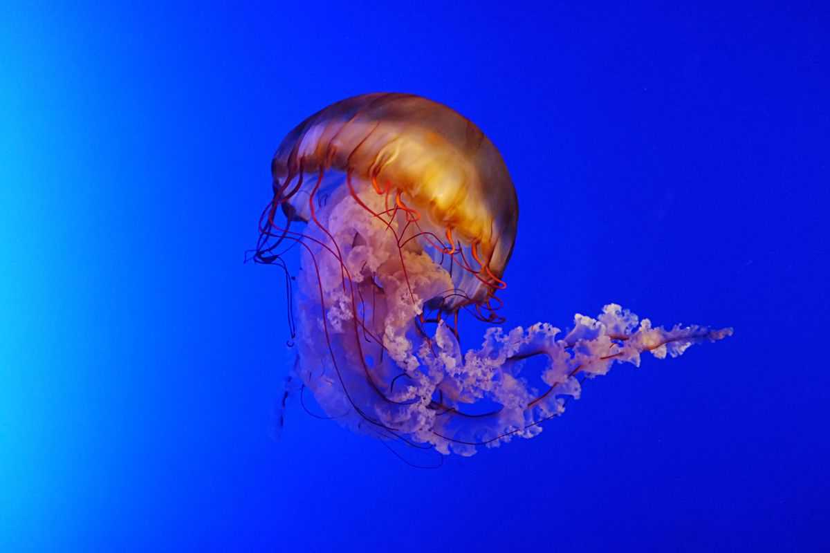 meduse velenose: arrivate anche in italia, ecco dove