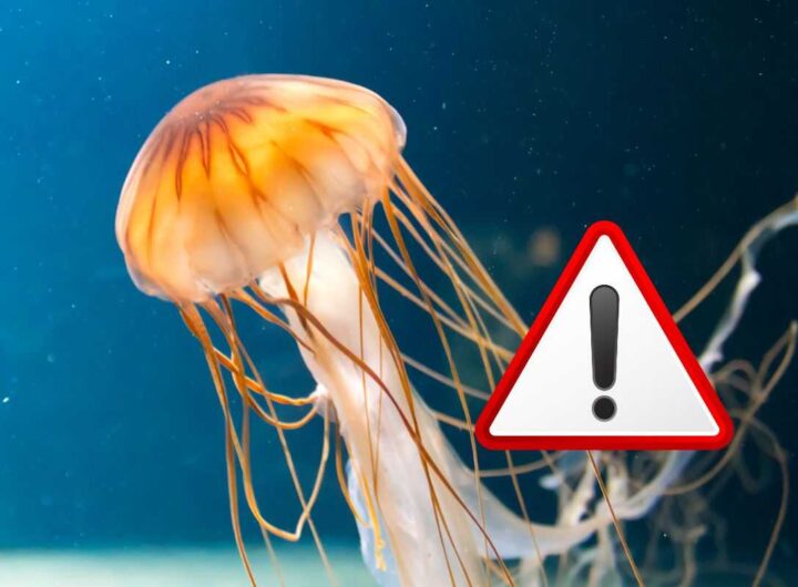 meduse velenose: arrivate anche in italia, ecco dove