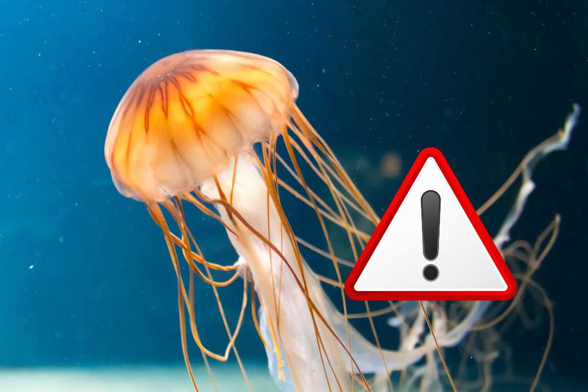 meduse velenose: arrivate anche in italia, ecco dove