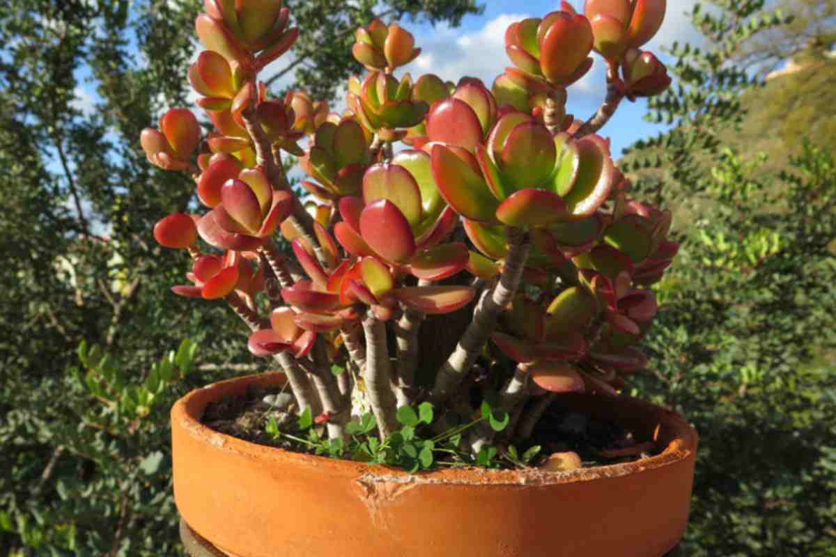 Crassula ovata