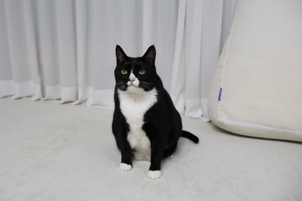 Gatto
