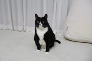 Gatto