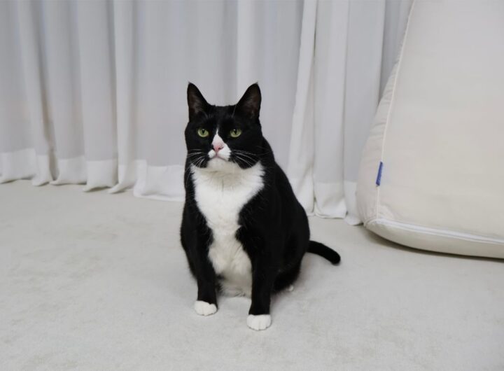 Gatto